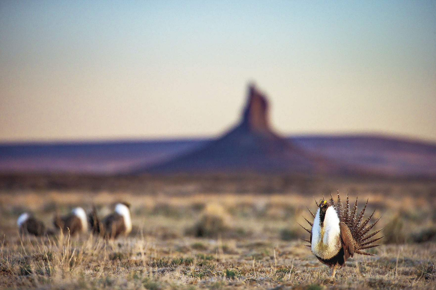 Greater Sage-Grouse